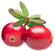 icon_bes-&-blaadje_HR (2)
