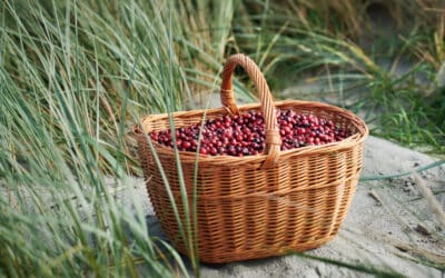 Welke cranberry sap merken zijn het beste?